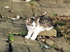 Mickie - Kitten