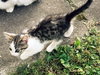 Mickie - Kitten