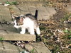 Mickie - Kitten