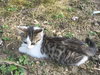 Mickie - Kitten