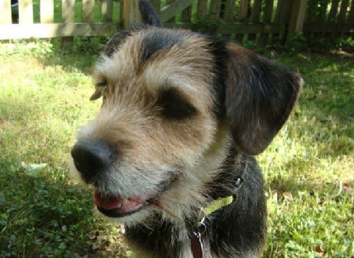 Bryn
