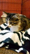 Kitten - Lasa - Courtesy Listing