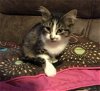 Kitten - Lasa - Courtesy Listing