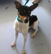 Pound Dog-Sprocket 136905