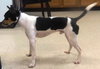 Pound Dog-Sprocket 136905