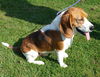 Snoopy