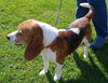 Snoopy
