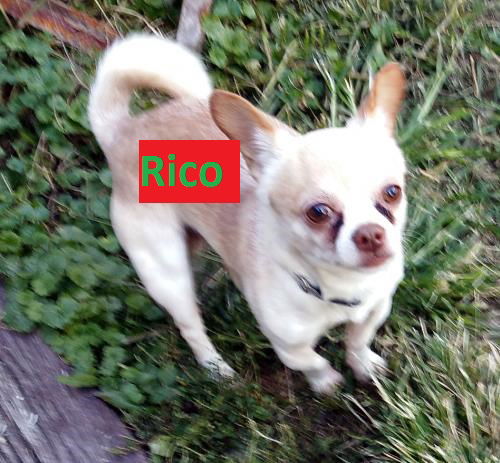 Rico