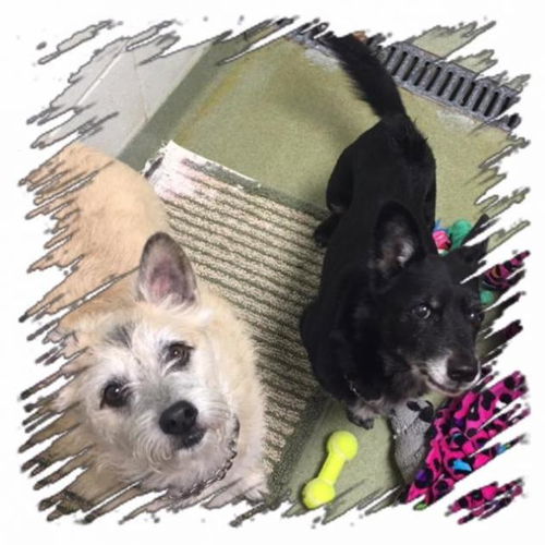 Pepper & Winston - Senior Bonded Pair - Courtesy