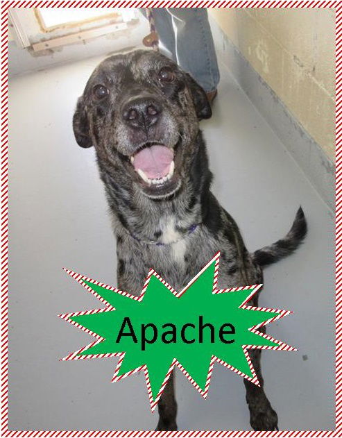 Apache