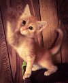 Francine - Kitten
