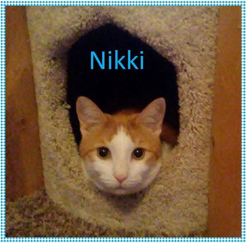 Nikki-Senior in Need of a HOME