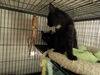 *Rocco - kitten