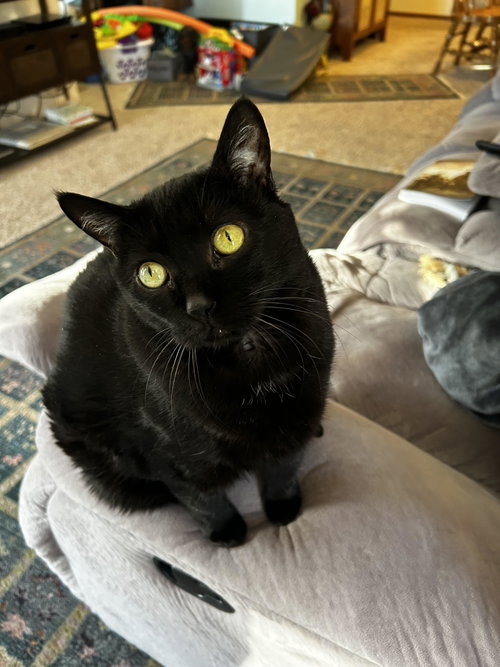 Rosie, an adoptable Domestic Short Hair in Rootstown, OH