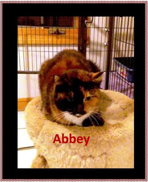 Abbey Senior in Need of a HOME