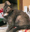 Mia - Cat