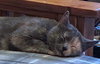 Mia - Cat