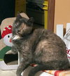 Mia - Cat