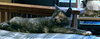 Mia - Cat