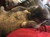 Mia - Cat