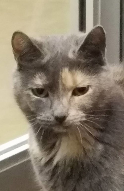 Mia - Cat