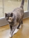 Mia - Cat