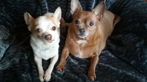 Bob and Mila (courtesy listing)