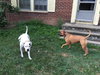 Buddy - courtesy post