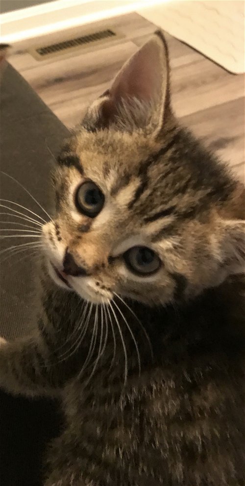 Harriet - Kitten
