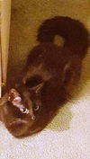 Mojo - Cat