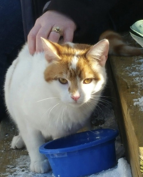 Lumiere - Cat