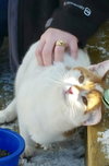Lumiere - Cat