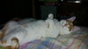 Lumiere - Cat