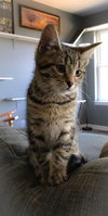 Melanie - Kitten