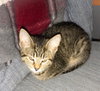 Melanie - Kitten
