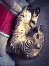 Melanie - Kitten