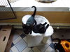 *Frack - kitten