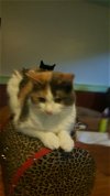 Callie - Cat