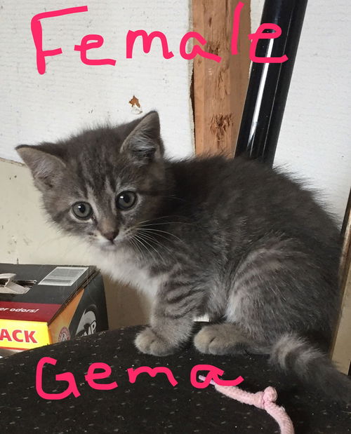 Kitten - Gema