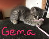 Kitten - Gema