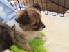 Sprout