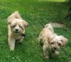 Brutus & Bella-Bonded Pair
