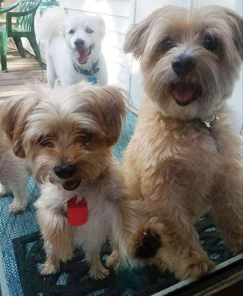 Brutus & Bella-Bonded Pair