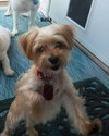 Brutus & Bella-Bonded Pair