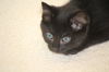 Toothless - Kitten