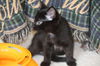Toothless - Kitten