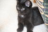 Toothless - Kitten