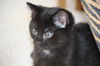 Toothless - Kitten