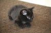 Toothless - Kitten