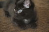 Toothless - Kitten